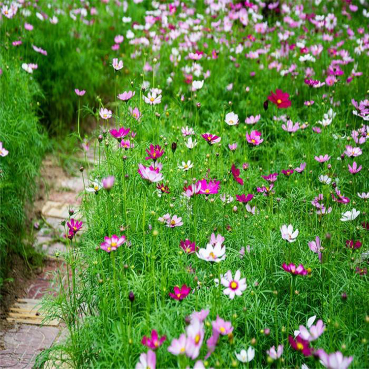 阳台花海波斯菊基地 宿根花卉波斯菊 夏杰花卉 基地种植