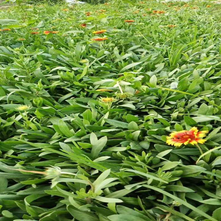 常年供应天人菊 山东天人菊基地 夏杰花卉 基地种植