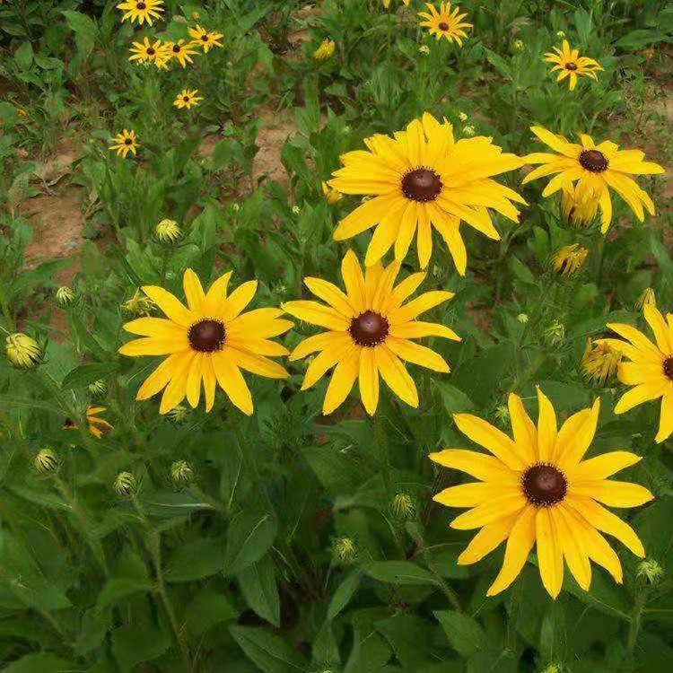 批发宿根花卉多年生黑心菊 批发各类黑心菊花 夏杰花卉 基地常年批发