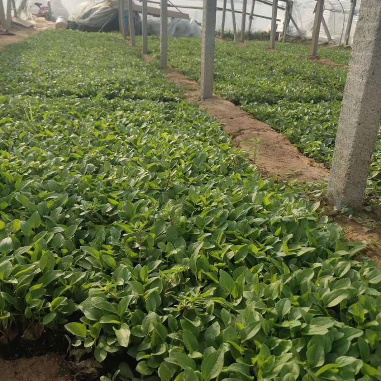 大量供应松果菊 多年生宿根花卉松果菊 夏杰花卉 定金发货