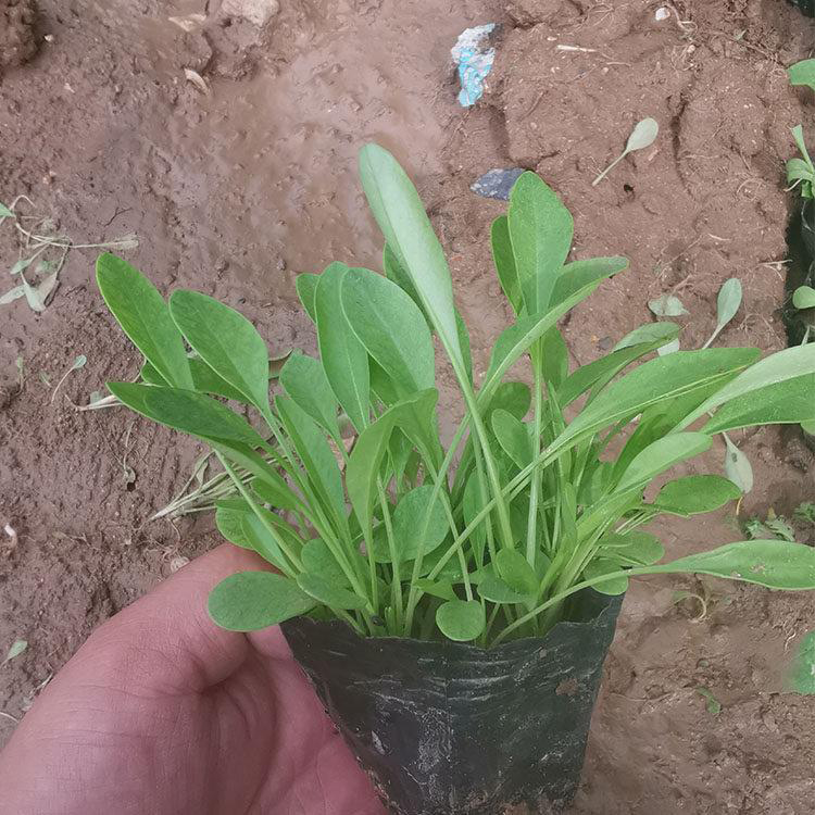 苗圃直发金鸡菊 黄花大花金鸡菊 夏杰花卉 基地常年批发