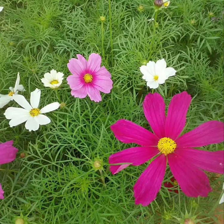 阳台花海波斯菊基地 多色波斯菊山东种植 夏杰花卉 定金发货