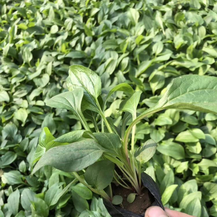 耐寒宿根花卉松果菊 松果菊适应能力强 夏杰花卉 定金发货