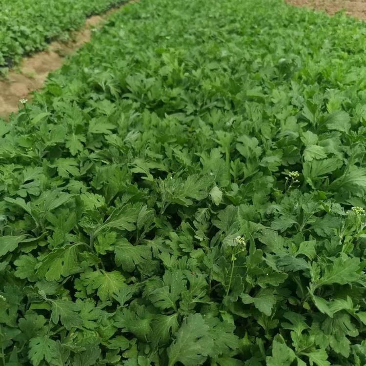园林植物地被菊 长期供应地被菊 夏杰花卉 无中间商