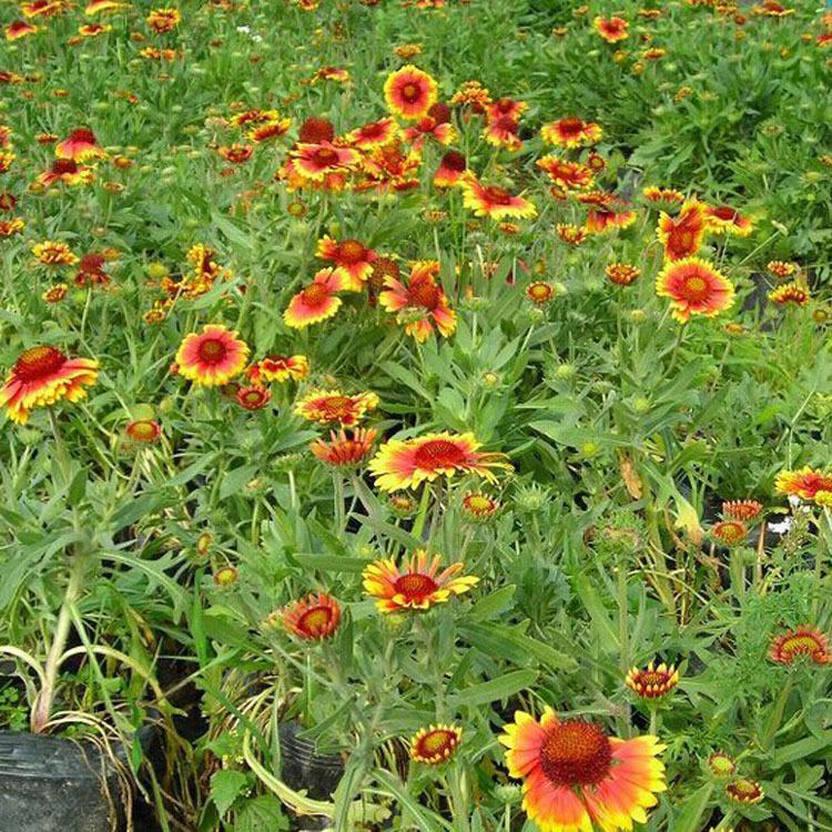 耐寒宿根地被天人菊 多年生天人菊花期长 夏杰花卉 基地种植