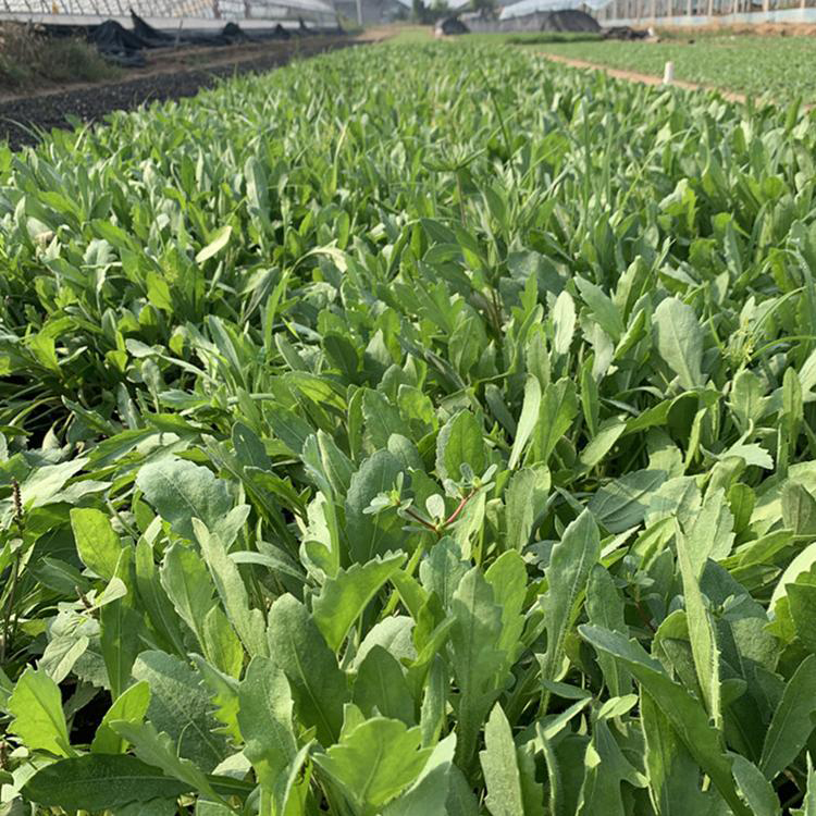 批发宿根天人菊 苗圃供应天人菊苗 夏杰花卉 绿化花木