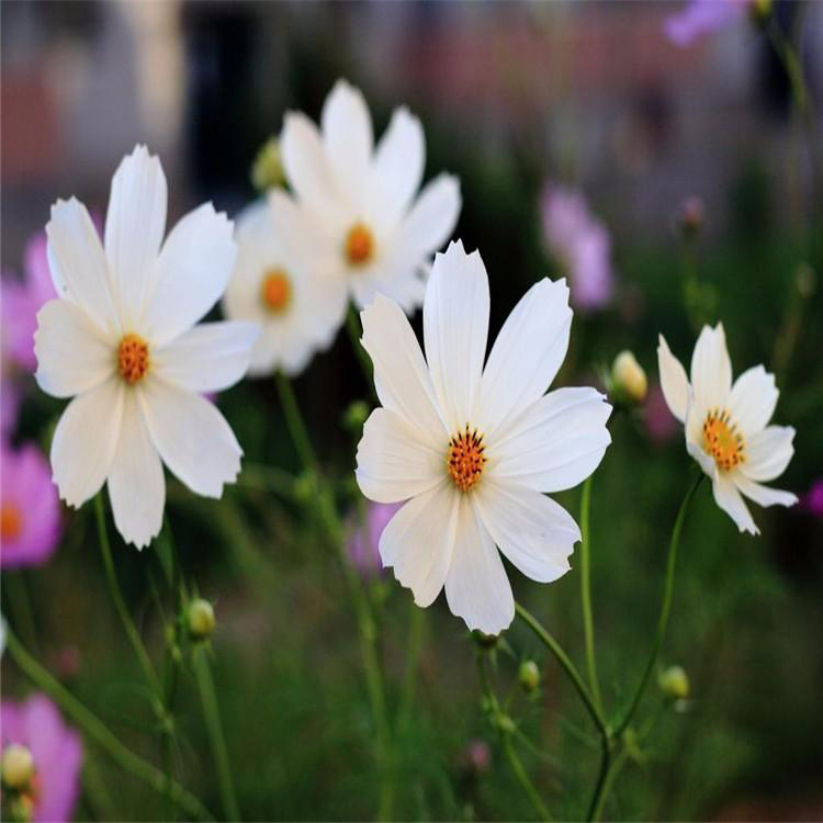 大量供应波斯菊 矮杆混色波斯菊 夏杰花卉 绿化花木