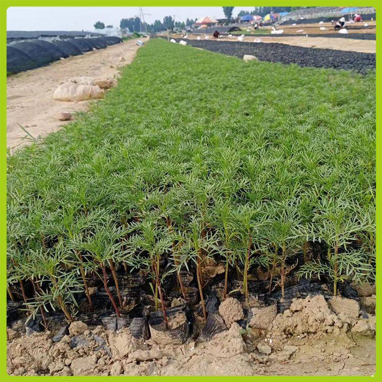 国庆节日花卉波斯菊 绿化工程波斯菊 夏杰花卉 定金发货