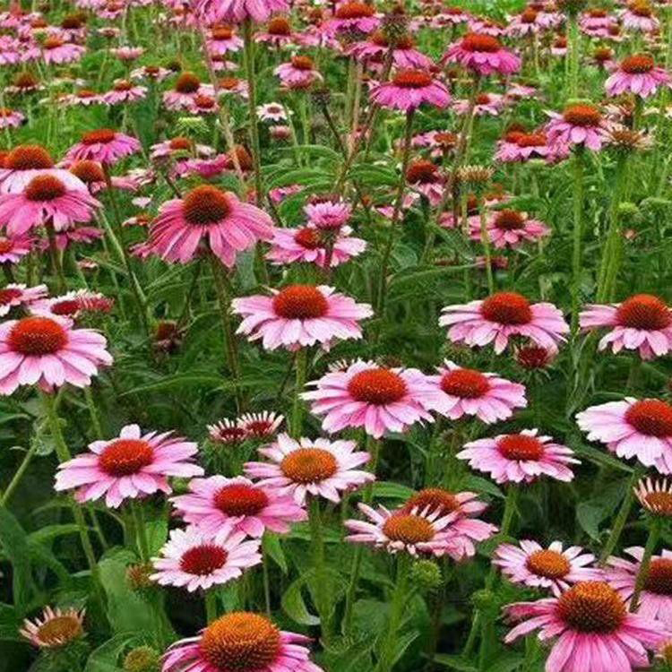 宿根盆栽松果菊 多年生宿根花卉松果菊 夏杰花卉 基地常年批发