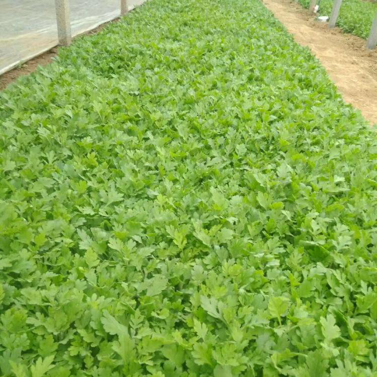 地被菊露天杯苗基地 常年大量供应地被菊 夏杰花卉 绿化花木