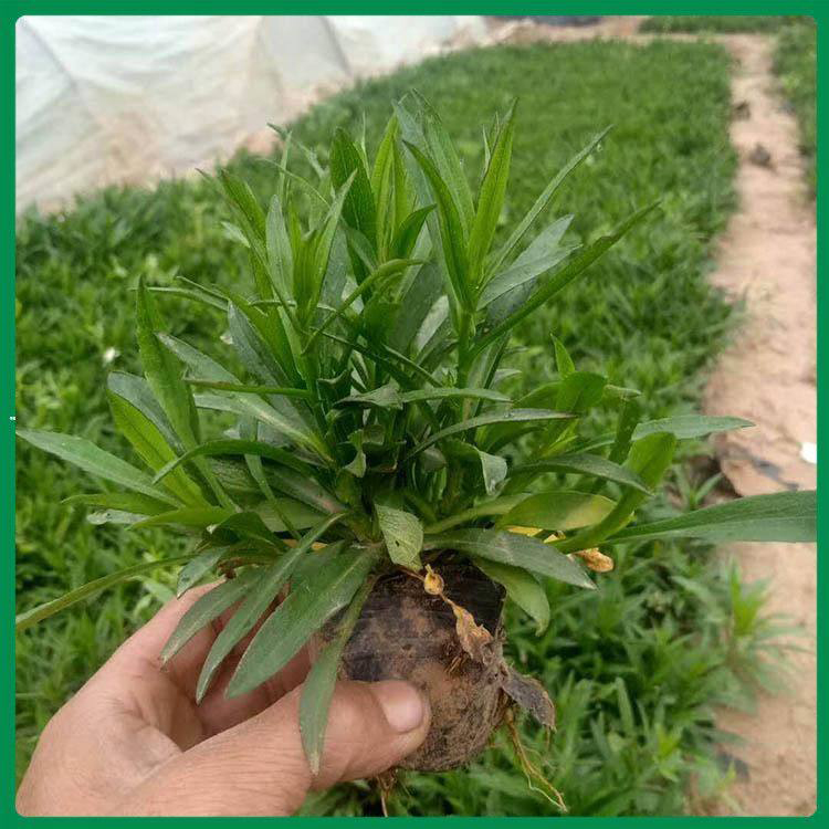 荷兰菊盆栽苗 带花发货盆栽荷兰菊 夏杰花卉 绿化花木