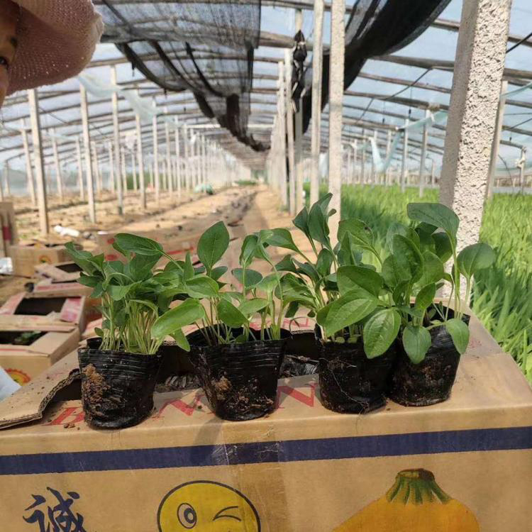 适于小区松果菊价格 绿化工程用松果菊苗 夏杰花卉 基地常年批发