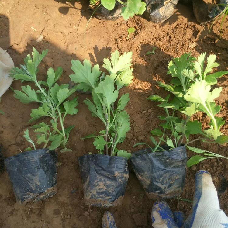 景观花海工程地被菊苗 地被菊花盆栽价格 夏杰花卉 绿化花木