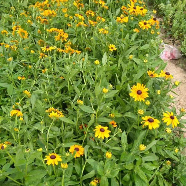 庭院景观园林盆栽松果菊 批发松果菊基地 夏杰花卉 无中间商