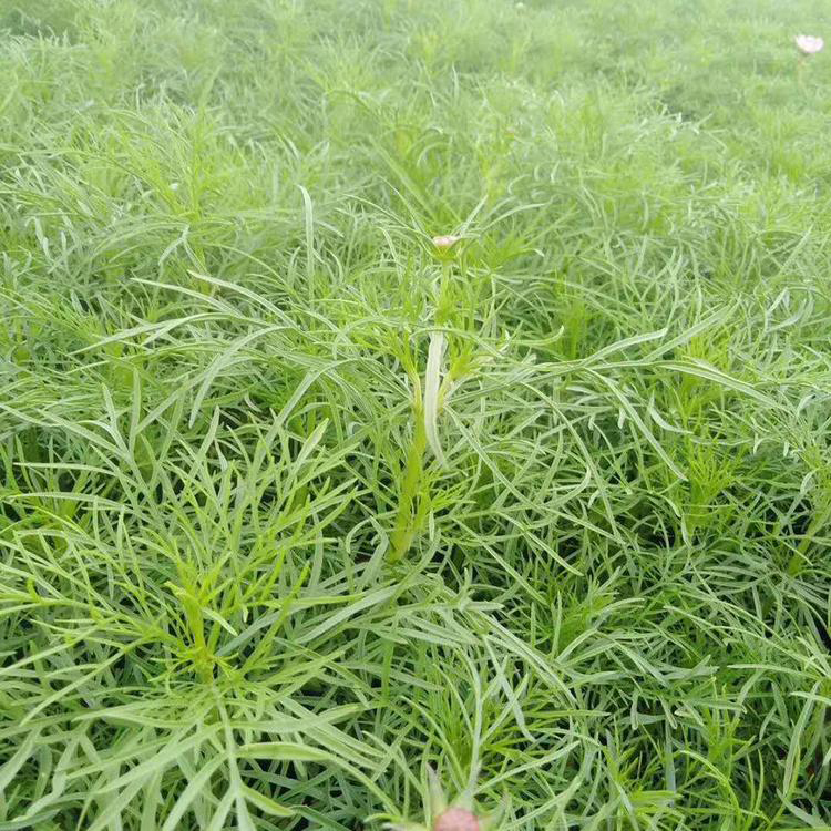 四季花草耐寒波斯菊 批发波斯菊多色可选 夏杰花卉 园林绿化用