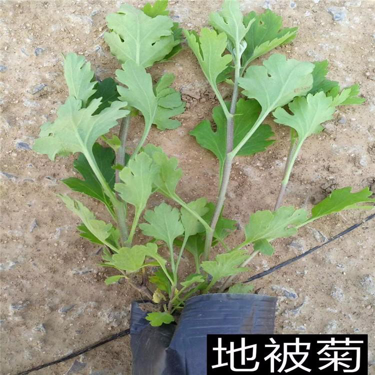 盆栽地被菊基地宿 常年批发地被菊 夏杰花卉 定金发货