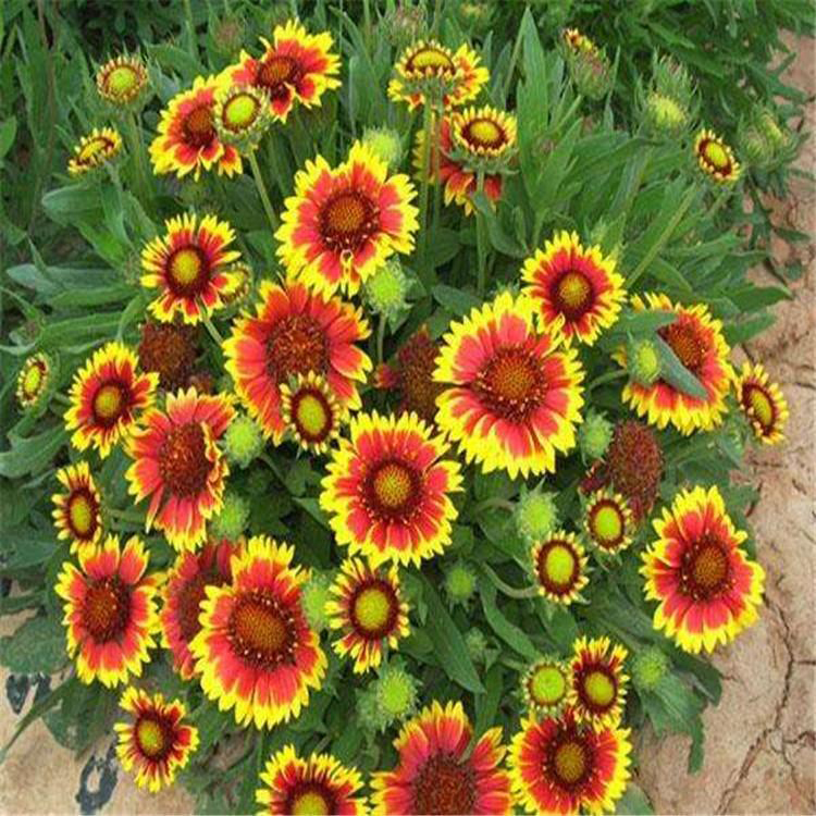 多年生花卉天人菊 多年生天人菊花期长 夏杰花卉 基地种植