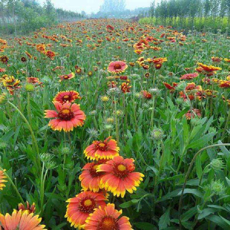 天人菊 夏杰时令草花基地 青州天人菊种植基地 