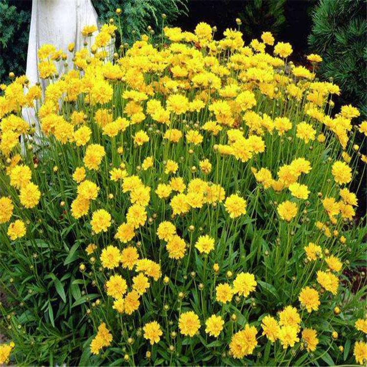 开花艳丽金鸡菊 山东苗圃出售金鸡菊 夏杰花卉 基地常年批发