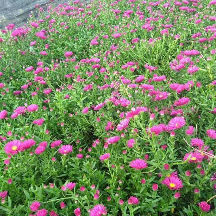 观赏植物荷兰菊 荷兰菊草花盆栽 夏杰花卉 基地种植