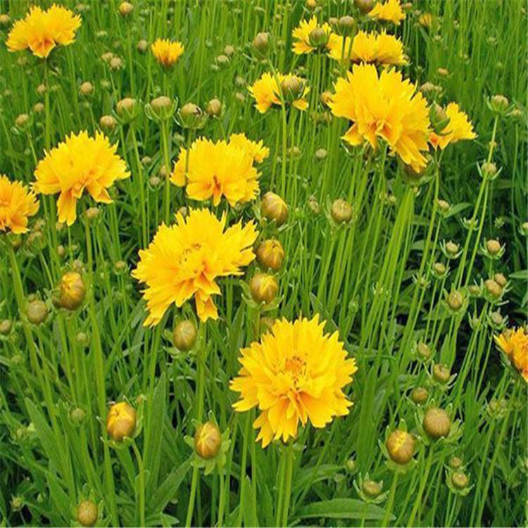 青州花卉金鸡菊种植 供应大花金鸡菊 夏杰花卉 无中间商