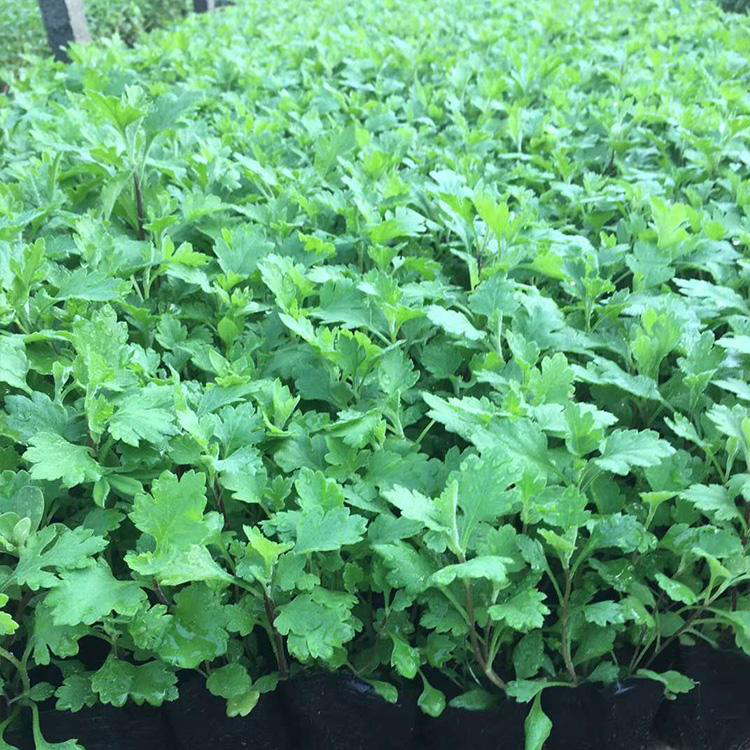 山东草花地被菊批发 景观花海工程用地被菊 夏杰花卉 货到付款