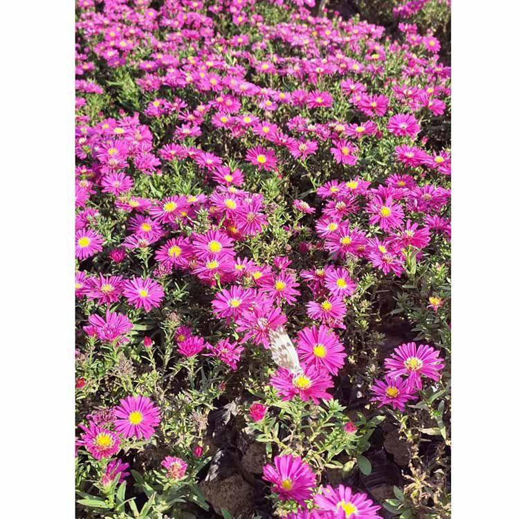 观赏植物荷兰菊 荷兰菊适应性强 夏杰花卉 基地种植