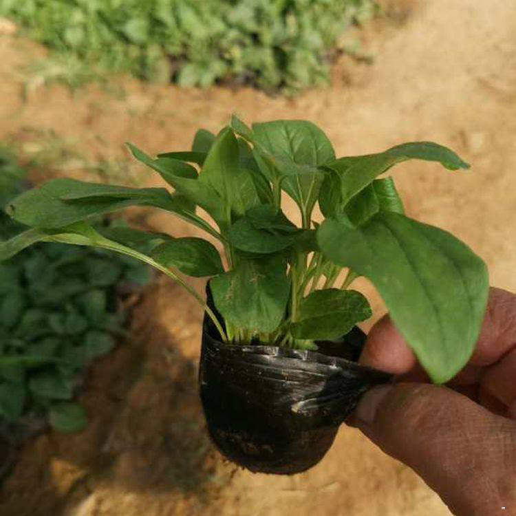 花坛景观松果菊 大量出售松果菊小杯苗 夏杰花卉 货到付款