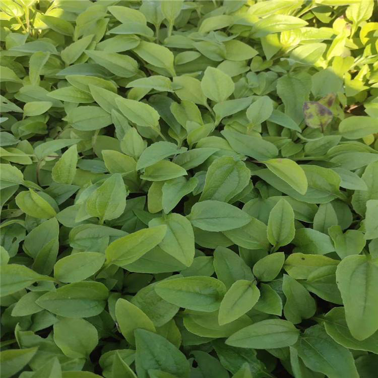 国庆节日松果菊花卉 松果菊点击询价 夏杰花卉 基地种植