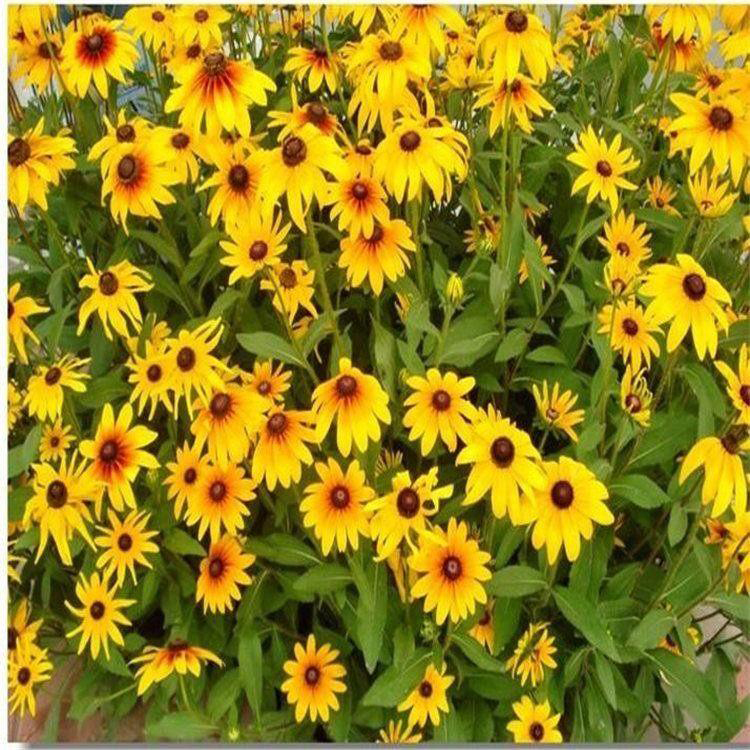 批发宿根花卉多年生黑心菊 多年生花卉黑心菊价格 夏杰花卉 绿化花木