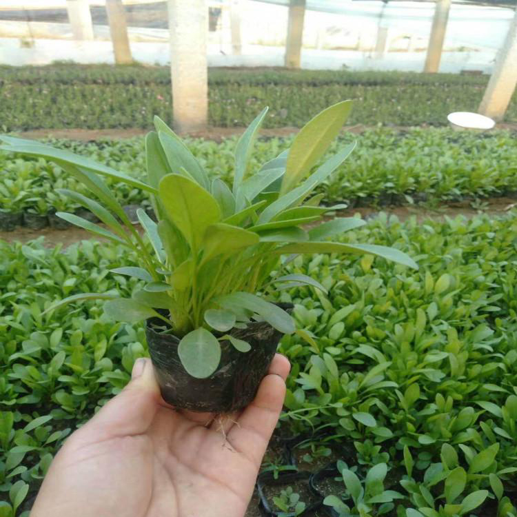 基地供应金鸡菊 供应多年宿根大花金鸡菊 夏杰花卉 绿化花木