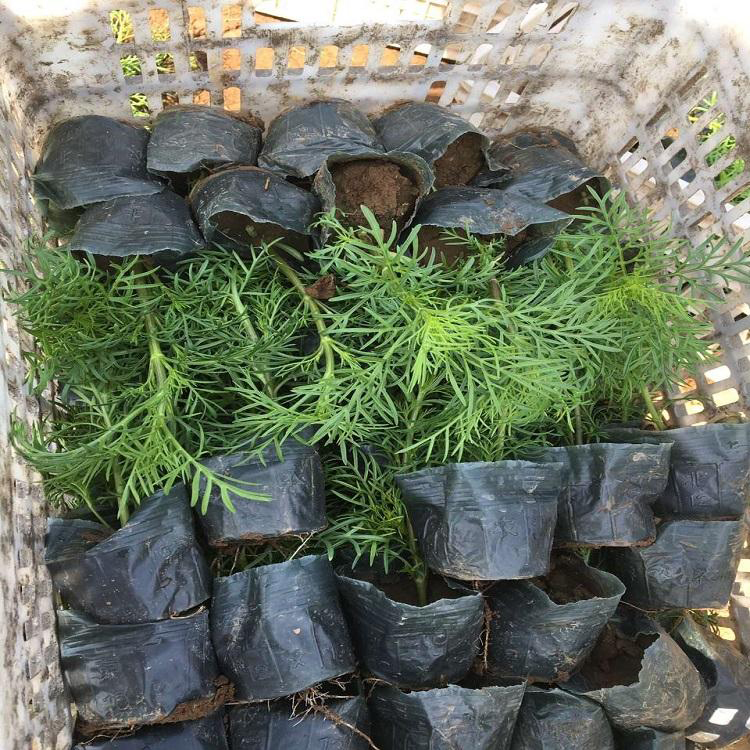 波斯菊批发价格 花卉波斯菊花小苗 夏杰花卉 基地常年批发