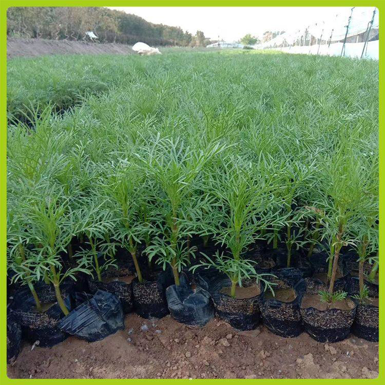 公园观赏波斯菊 多色波斯菊品种丰富 夏杰花卉 基地种植