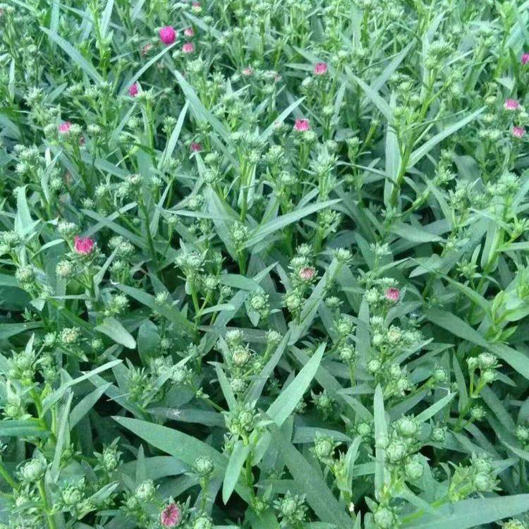 西北地区荷兰菊盆苗 花坛花境公园摆荷兰菊 夏杰花卉 绿化花木