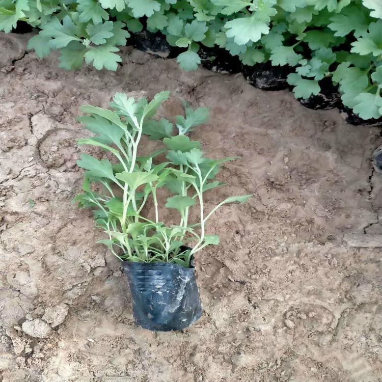 多色地被菊工程苗供应 地被菊常年供应 夏杰花卉 定金发货