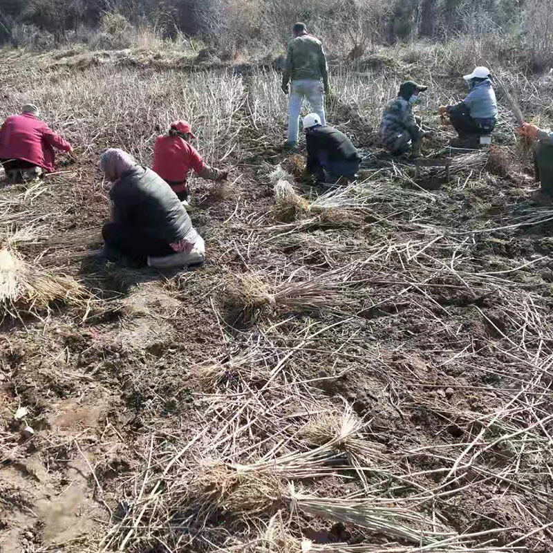 刺嫩芽苗 本溪桓仁刘家苗圃 品种丰富 多年种植经验