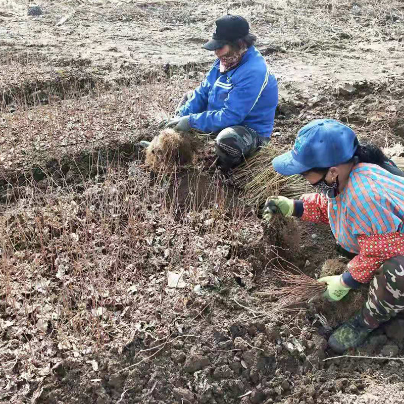 刘家苗圃 五味子苗 规格齐全 苗木价格更优惠