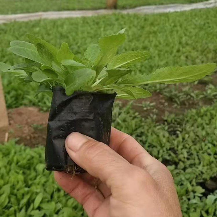 鑫杰  蓝花鼠尾草苗圃  鼠尾草批发  山坡路旁美化
