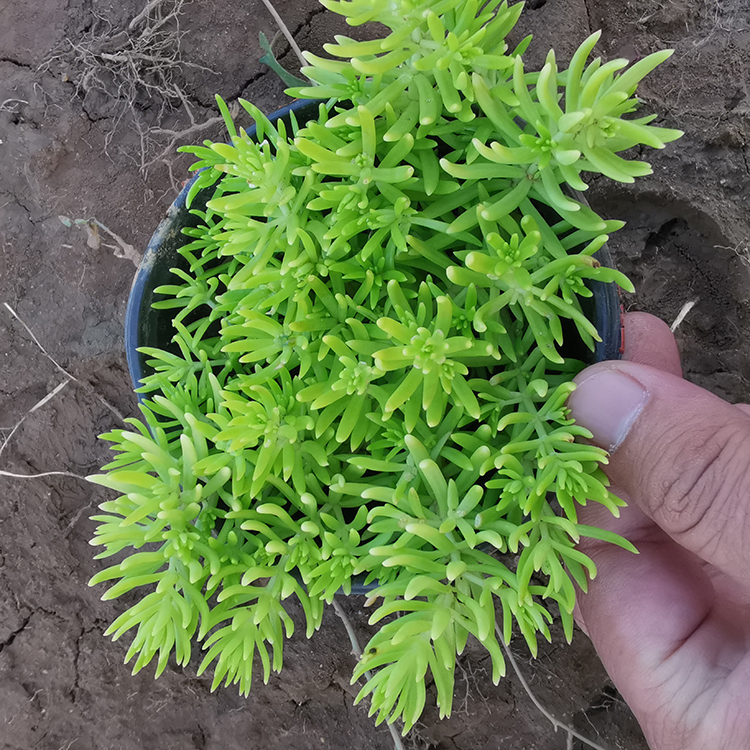 鑫杰  基地直售金叶佛甲草 佛甲草供应商  移栽成活概率高