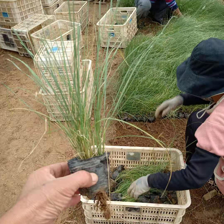 网红草粉黛  粉黛乱子草花海  适应能力强