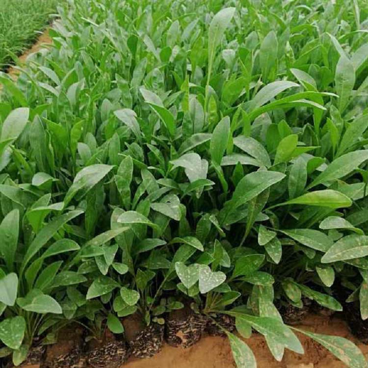 鑫杰  山东金鸡菊种植基地 金鸡菊小苗 适应能力好
