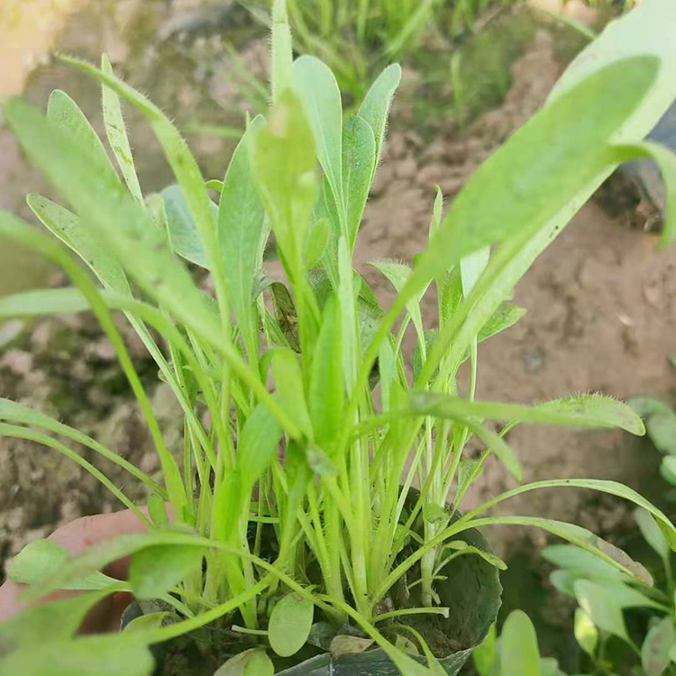 鑫杰  绿化用金鸡菊 出售金鸡菊 适应能力好