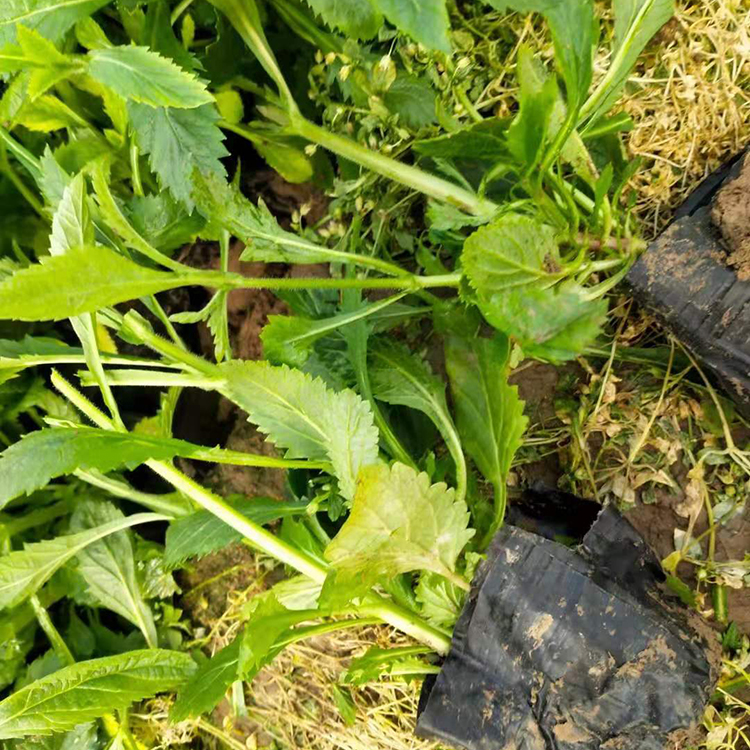 鑫杰  马鞭草基地  观赏价值高