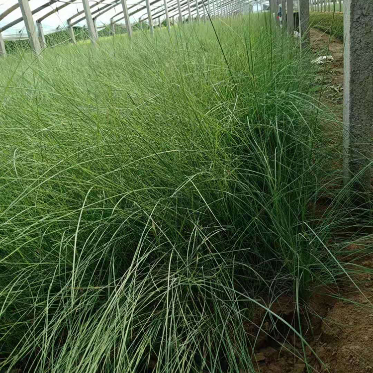  多年生暖季型草本--粉黛  粉黛乱子草种植基地  大片种植观赏性好