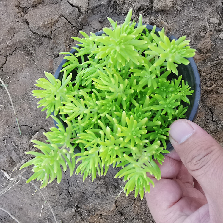 鑫杰  基地大量供应佛甲草 佛甲草供应商  耐旱能力强