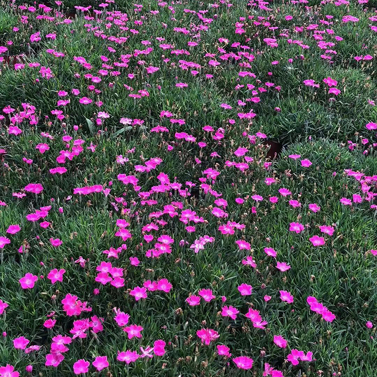 鑫杰  花海用花欧石竹  欧石竹小苗