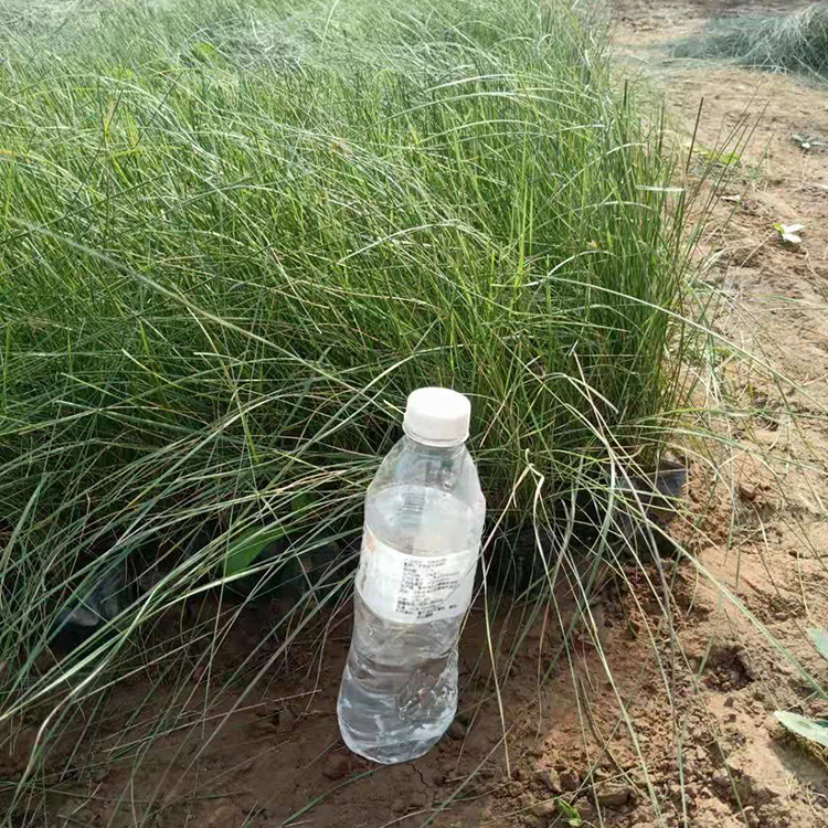 网红草粉黛  粉黛乱子草价格  耐水湿、耐干旱、耐盐碱