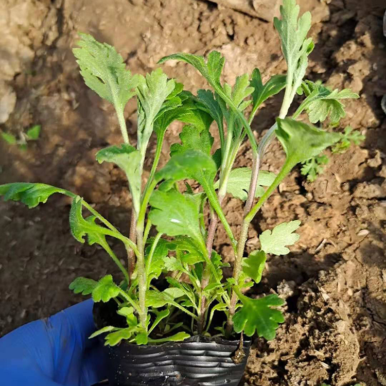 鑫杰  地被菊价格 花朵紧密观赏性好