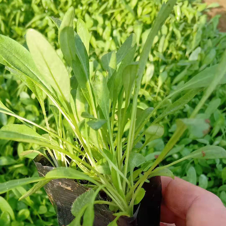 鑫杰  多年生草本金鸡菊 多芽金鸡菊 枝叶密集，植株生长健壮