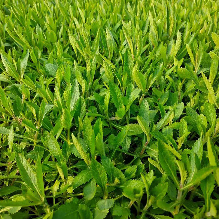 鑫杰  马鞭草小苗  观赏价值高